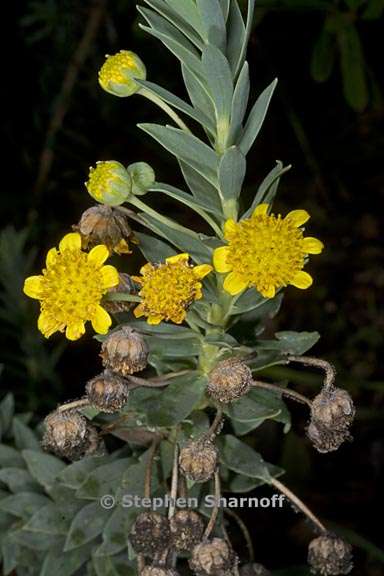 euryops lateriflorus 2 graphic